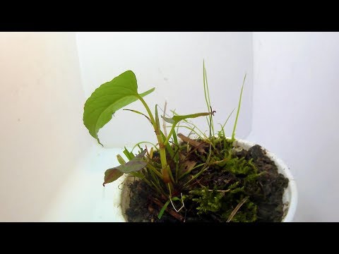 鳥のイタドリ 植物