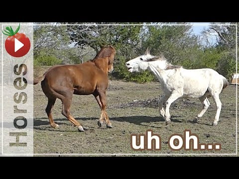 YouTube video about: How to introduce horses to each other?