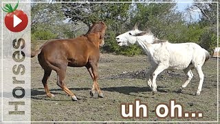 Introducing Two Horses - More Than I Expected!