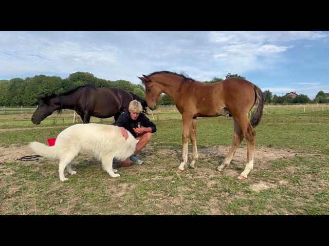 ❤️Don Quichotte , magnifique poulain lusitanien ❤️