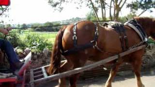 Rare Breed Suffolk Punch Heavy Draft Horse Working In Colyton U.K