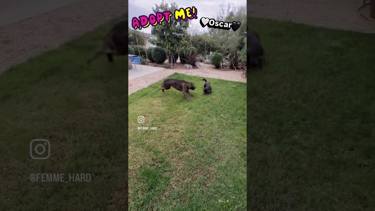 Enlarge Oscar, a ADOPTABLE mixed breed in Burbank, CA video 5/6