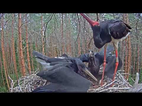 Karula, Estland 2018_08_11 Zweite Fütterung heute, erstes Futter für Karula von Karl