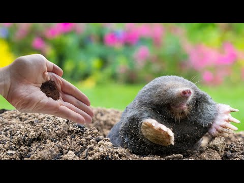 Moles leave your garden in a panic and never come back! The strongest natural solution!