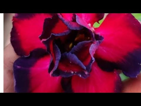 Vrinda garden is live!