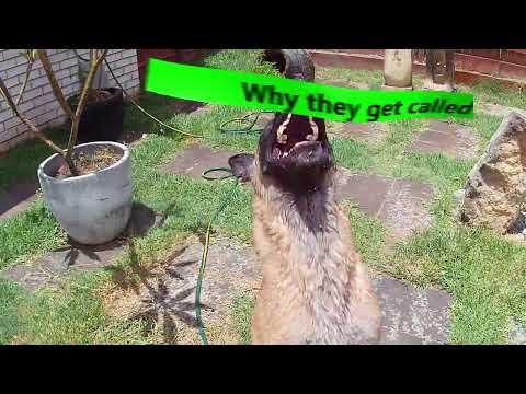 Malinois why they are called Maligators