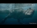 Prehistoric Planet Trailer T Rex Swimming Underwater Scene In Slow Motion For Better Viewing