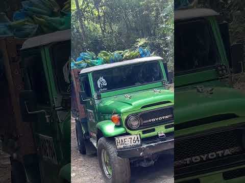 🚙💪 Tres Toyotas, una misión: 4000 kilos de plátano desde La Nube 🌾