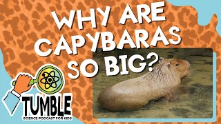 Why Are Capybaras So Big? | Full Podcast Episode | Tumble Science