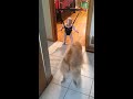 A kutya, aki ugrani tantja a babt