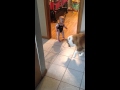 A kutya, aki ugrani tanítja a babát
