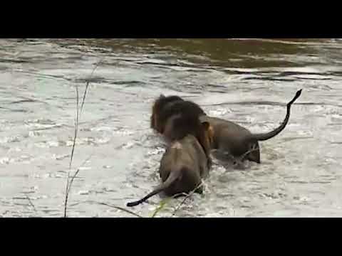 Mapogos Lions Mr. T and Kinky Tail cross the Sand river in the Sabi Sands, Kruger Park (2009)