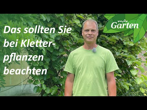 So überwintert die Passionsblume und das müssen Sie bei Kletterpflanzen beachten | MDR Garten