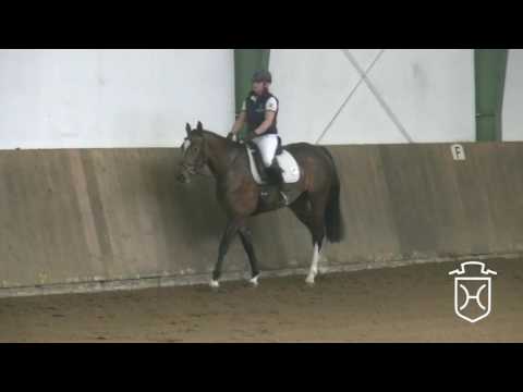 17 Holsteiner Stute von Uriko - Leandro - Coriander