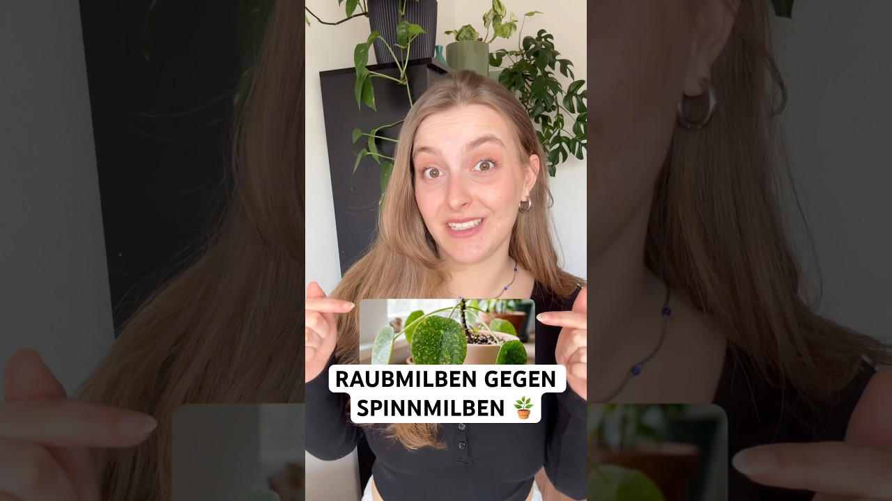 Raubmilben gegen Spinnmilben einsetzen: Nützlinge für Zimmerpflanzen oder im Garten.