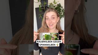 Raubmilben gegen Spinnmilben einsetzen: Nützlinge für Zimmerpflanzen oder im Garten.