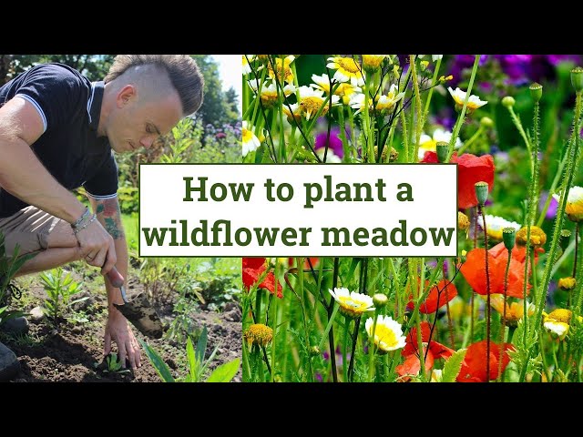 Vidéo Prononciation de Polemonium caeruleum en Anglais