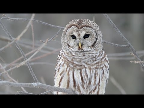 Thumbnail for Star of Bethlehem - We Three Kings video