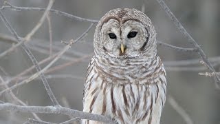 Star of Bethlehem - We Three Kings