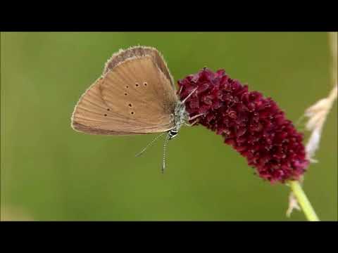 ANGELIGHT   -  Secret Of Natural Beauty