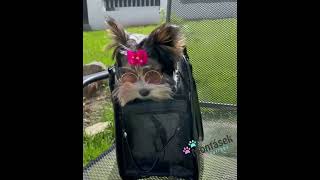 Mašlička pro psa, růžová tlapky