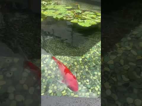 Big pond  fishes comes to you downtown Hawaii🌸 mall follow for more