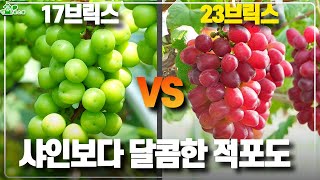샤인머스켓보다 달콤한 적포도ㅣ 랑만홍옌 ㅣ새를 퇴치하는 방법까지