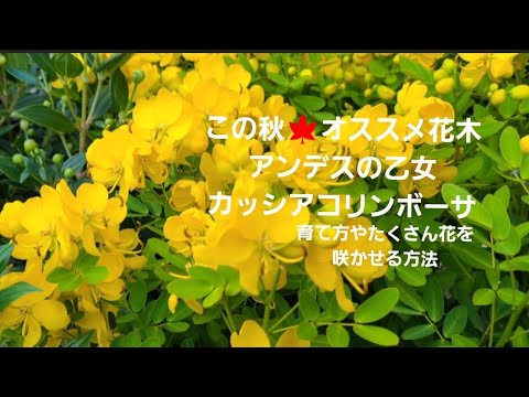 アンデスクッション 植物