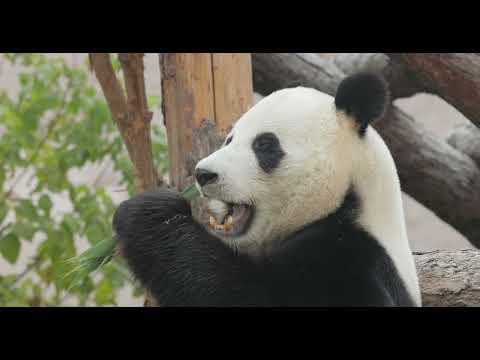 Life of Rare Panda – National Geographic And Wildlife Animal Documentary