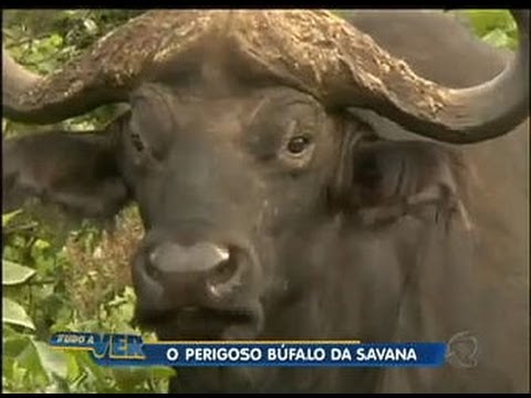 Tudo a Ver 08/06/2012: Búfalo é uma das cinco maiores feras do continente africano