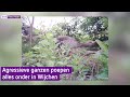 Agressieve ganzen poepen alles onder in Wijchen