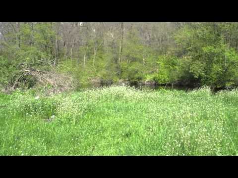 Iepuresti aprilie 2013