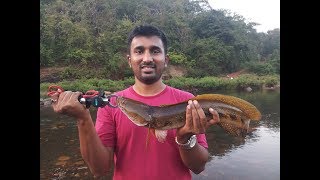 preview picture of video 'Snakehead (Murrel- मरळ) Fishing Ratnagiri Vaked River'