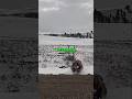 Grizzly Bear Bow Hunting Gone Wrong