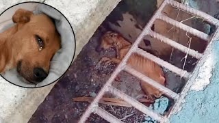 A História de Mate😔