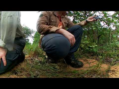360 Giant armadillo release, The Pantanal, Brazil 2017