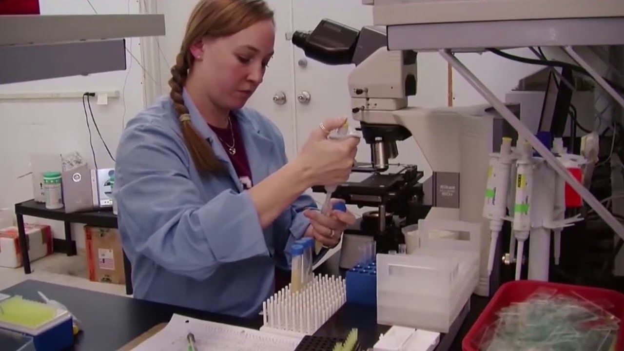 Semen sexado para vacas lecheras