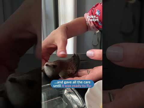 Humans Feed Water to Dehydrated Bird Trapped Indoors Before Setting It Free