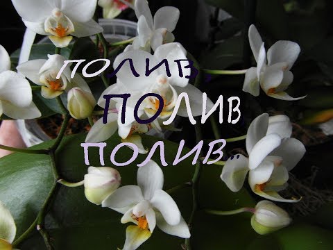 Полив, полив, полив...ещё раз о поливе моих орхидей.