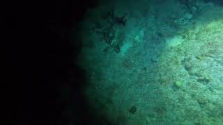 Cozumel 2023, Day 3, Night Dive, Part 5