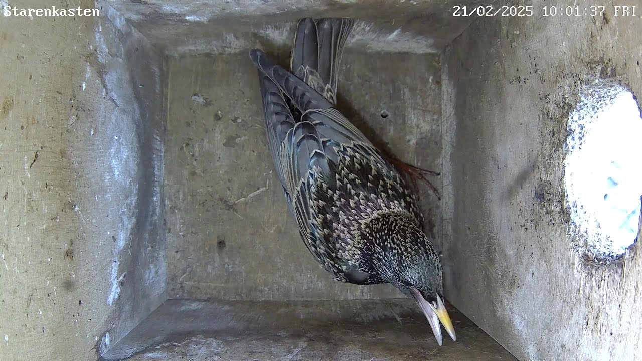 Besuch vom Star und vom Turmfalken 1 Der erste Star im Nistkasten & Besuch vom Turmfalken | 22.02.2025