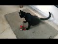 Adopted MORTICIA Of All 4 Cats Rescue