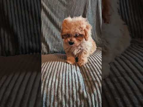 Perros Maltipoo en venta