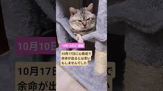 #cat#猫#心筋症