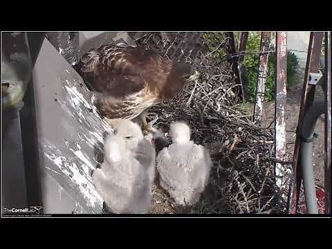05_18_19_Red-tailed Hawk - Arthur brings fodder