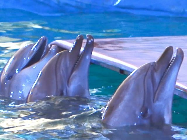 Интеллектуалы морских глубин