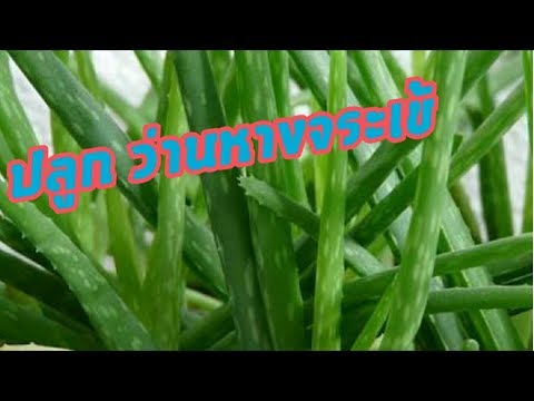 จุดเล็ก ๆ สีขาวให้กับสมาชิก ซื้อแรงฮอร์โมนเพศชาย