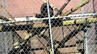 Belching Monkeys