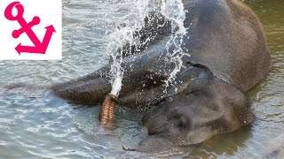 preview picture of video '[FULL HD] Pinnawala Elephant Orphanage in Sri Lanka Elefantenwaisenhaus Pinnawala'