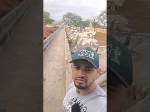 FAZENDA CARNAÚBA TAPEROÁ PARAÍBA #shorts